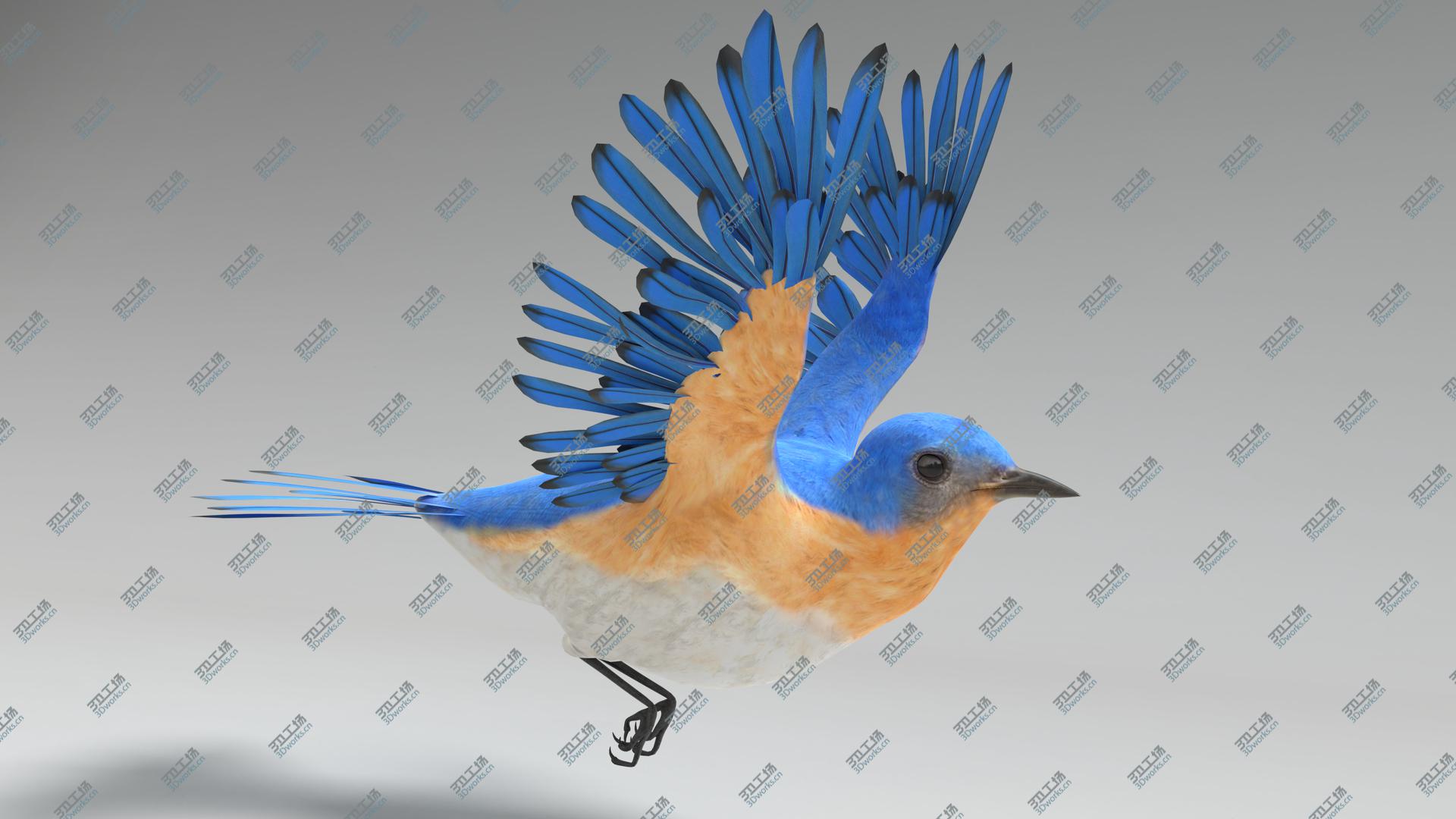 images/goods_img/202104021/3D Bluebird Animated model/2.jpg